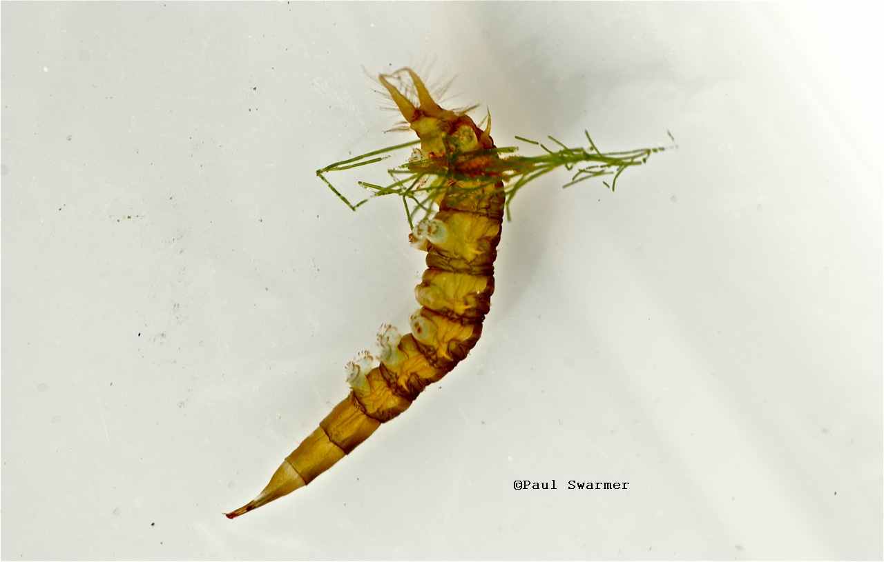dipteralarvae